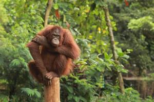 Orangutan sitting on a tree trunk photo