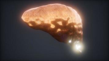 loop 3d rendered medically accurate animation of the human liver video