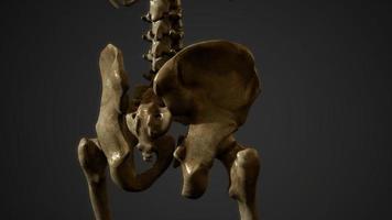 botten van het menselijk skelet video