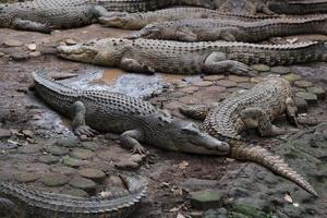 Group of crocodiles sunbathing on the lake side photo