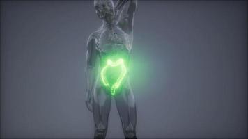 Röntgenuntersuchung des menschlichen Dickdarms video