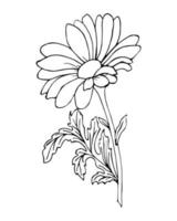 Graphic drawing of a chamomile flower, black outline. Illustration for coloring book, sketch vector