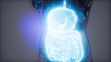 ilustração 3D de peças e funções do sistema digestivo humano video