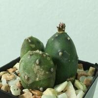 Opuntia sp., Cactus on pot, Succulent, Cacti, Cactaceae, Tree, Drought tolerant plant.