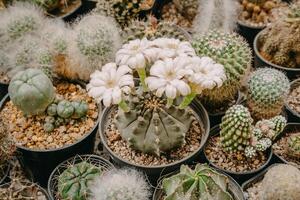 Cactus flowers, Gymnocalycium sp. with white flower is blooming on pot, Succulent, Cacti, Cactaceae, Tree, Drought tolerant plant.