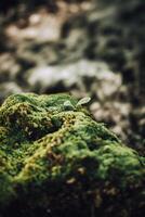 Close-up of green moss and a small tree on the rock by the river. photo