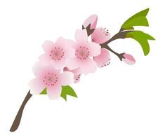 Branch of cherry blossoms. Vector illustration in cartoon style