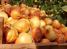 las cebollas están en una caja. patrón de comida cultivo cosechado. foto