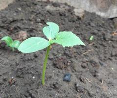 seedling cucumber growing in a greenhouse. vegetable garden crop plants, horticulture, small green leaves. photo