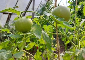 green tomatoes grow on a branch in the vegetable garden. cultivation, gardening. photo