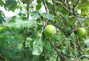 las manzanas crecen en una rama en el jardín. fruticultura, horticultura, planta, verano. copie el espacio foto