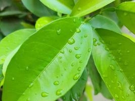 lemon leaves in raindrops. green vegetative background. gardening. photo