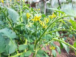 tomato blooms in a greenhouse. vegetable growing, horticulture, plant, summer. photo