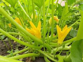 yellow zucchini flower blooming in the garden. plants summer. growing vegetables. photo