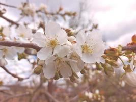 las flores de cerezo florecen en el árbol en primavera. jardinería, naturaleza. foto