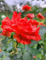 red rose blooms in the garden. card, natural beauty, bloom. photo