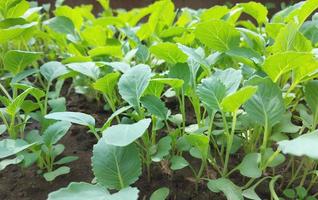cabbage seedlings growing in a greenhouse. vegetable garden plant beds agricultural crops, gardening, small green leaves. photo