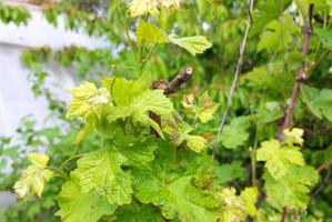 las uvas crecen en el jardín. hojas y ramitas verdes jóvenes. agricultura, horticultura, planta, primavera, vegetación. foto