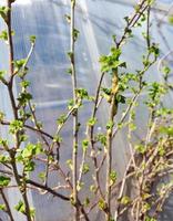 currant leaves blossomed on branches in spring in the garden. plants. gardening. sunny day. photo