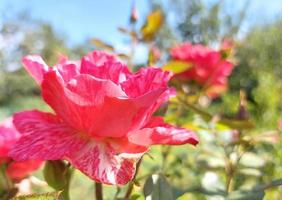 red rose blooms in the garden. card, natural beauty, bloom. photo