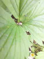 weevil sits on a strawberry leaf in a vegetable garden. insect pest. photo