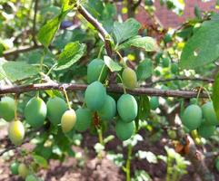 plums grow on a branch in the garden. unripe green fruits, the ripening process of the crop. photo