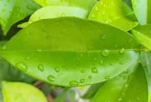 lemon leaves in raindrops. green vegetative background. gardening. photo