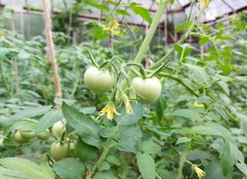 green tomatoes grow on a branch in the vegetable garden. cultivation, gardening. photo