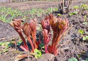 la peonía crece en el jardín en primavera. plántulas de plantas pequeñas. jardinería. día soleado. sale de. foto