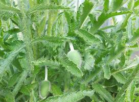 poppy buds will soon bloom in the garden in spring. green leaves. photo