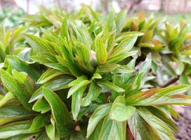 peony grows in the garden in spring. small buds, plants. gardening. sunny day. green leaves. photo