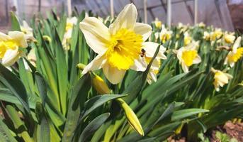 los narcisos florecen en primavera en el jardín. plantas jardinería. día soleado. foto