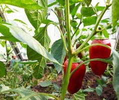 red bell pepper grows in a greenhouse. food plant. gardening, harvest. photo