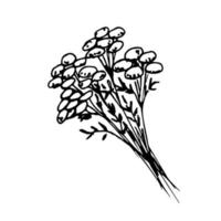 Hand-drawn ink vector drawing. Sketch black outline. A bunch of tansy twigs, wild flowers, field medicinal plants, poisonous wormwood. For label prints, packaging, pharmacy herbs.