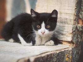 retrato de lindo gatito relajado foto