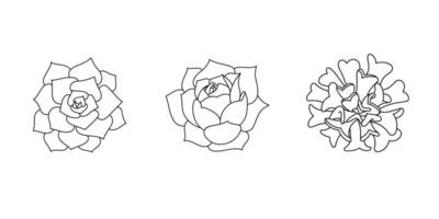 Succulent echeveria set. Hand drawn plant in doodle style. Graphic sketch home flower. Vector illustration, isolated black element on a white background