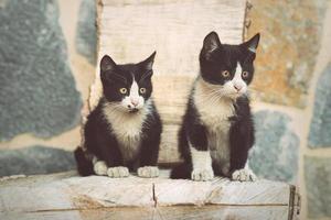 Portrait of cute kittens photo