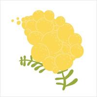 Mimosa branch with blooming flower. Spring or summer graphic design vector