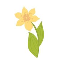Spring botanical illustration, icon doodle yellow daffodils with green leaves. flower narcissist flat, jonquil vector