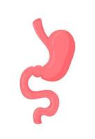 Vector illustration of an isolated human stomach. Front view.