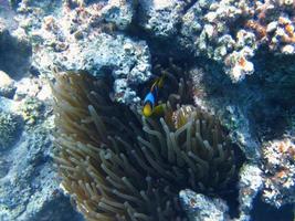 clown fish on the seabed photo