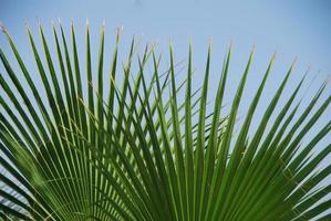 palm leaf on the beach photo