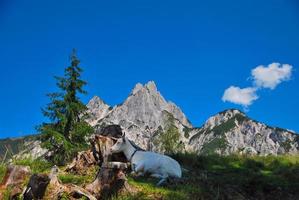 cabra montés en un paisaje foto