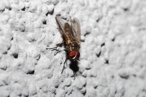 fly on plaster photo