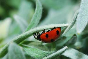 ladybug crawls upside photo