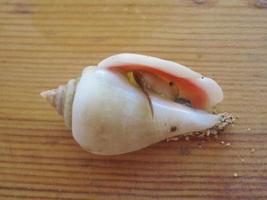 hermit crabs on a wooden plate photo