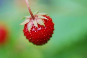 little strawberry in the summer photo