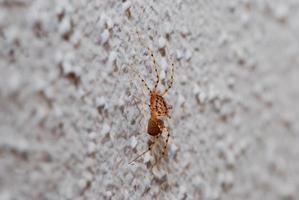 spider on a wall view