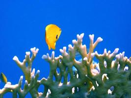 pez amarillo sobre corales en agua azul foto