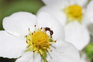 néctar de flor de fresa de hormiga foto